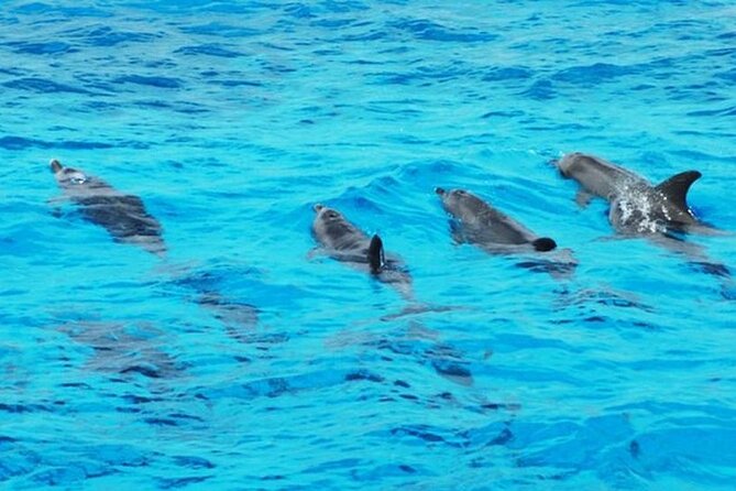 Dolphin House: Snorkel Adventure Tour From Hurghada - Additional Fees