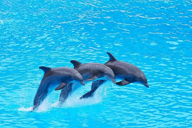 Dolphin House: Swim With Dolphins in Hurghada - Pickup Points and Confirmation Options