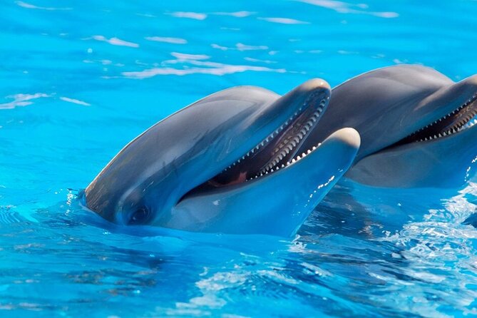 Dolphin Photosession From Hurghada - Booking Information and Guidelines