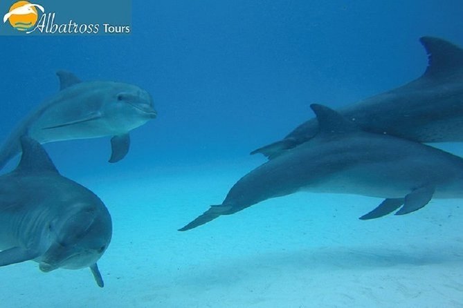 Dolphin Tour - Kizimkazi - Accessibility Information