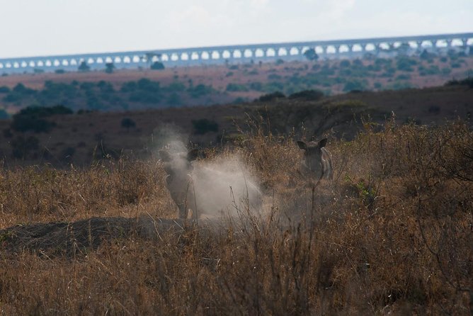 Drive to Nairobi National Park 6.a.m to 11.a.m - Cancellation Policy