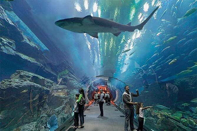 Dubai Aquarium and Underwater Zoo Admission Ticket - Meeting Point and Operator