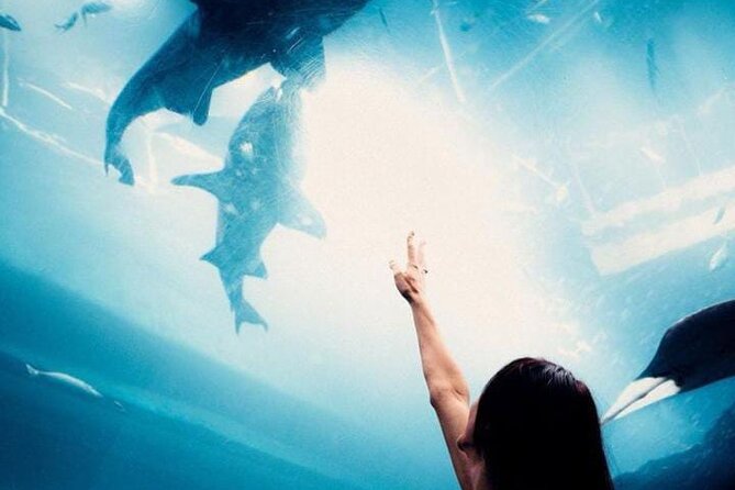 Dubai Aquarium and Underwater Zoo Tickets - Price Details