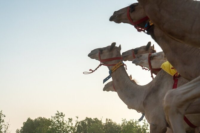 Dubai Camel Race With a Camel Ride