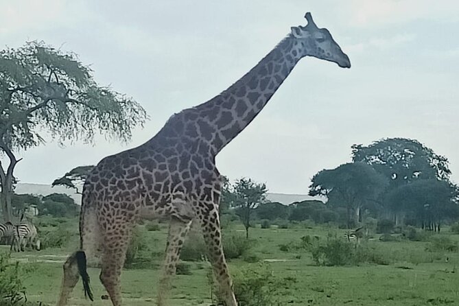 Early Morning/Afternoon Game Drive Nairobi Park-Without Park Fee - Pricing and Group Size Variations