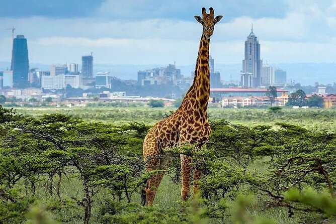 Early Morning Game Drive In Nairobi National Park - What to Expect on the Drive