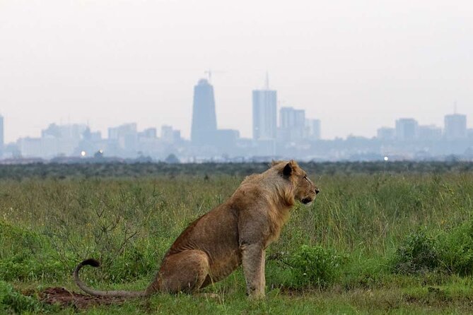 Early Morning Half Day Group Tour to Nairobi National Park - Price and Booking Information