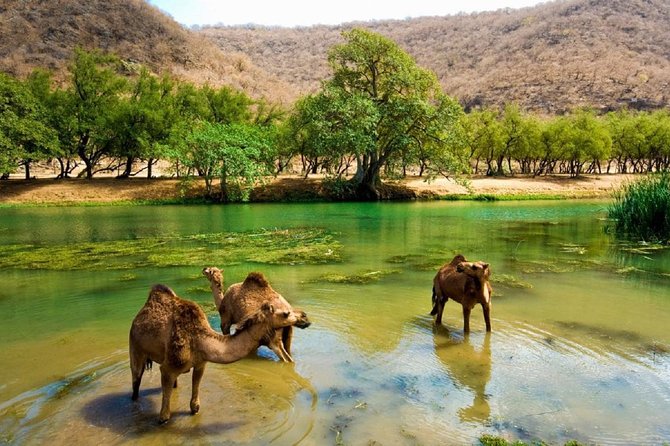 East Jewels of Salalah With Wadi Darbat :Oman Shore Excurions