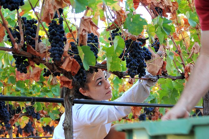 Ecological Tour of the Winery in Ronda With Tasting