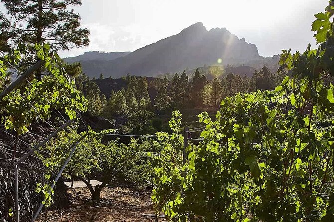 Ecological Vineyard Tour With Wine Tasting - Tapas Delights