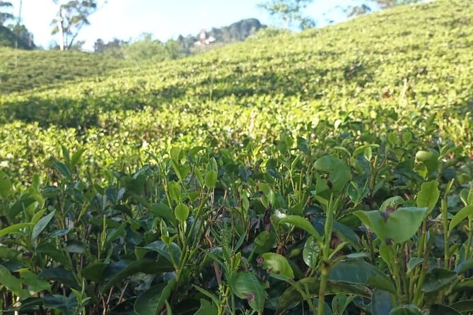 Ella Private Day Tour From Ahungalla Kosgoda Balapitiya Hotel - Tour Highlights