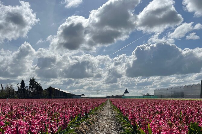 Enjoy the Tulips in a Landrover With a Local Guide - Vehicle and Group Size