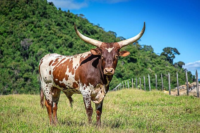 Entrance Ticket to the Farm of Hacienda Orosi - Location and Dates