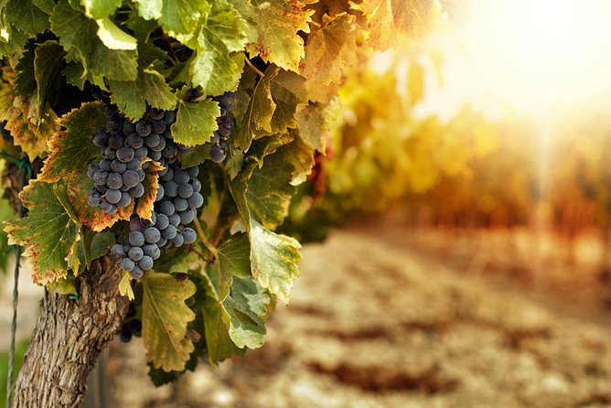 Ercolano and Cantine Del Vesuvio - Cantine Del Vesuvio Vineyard Tour