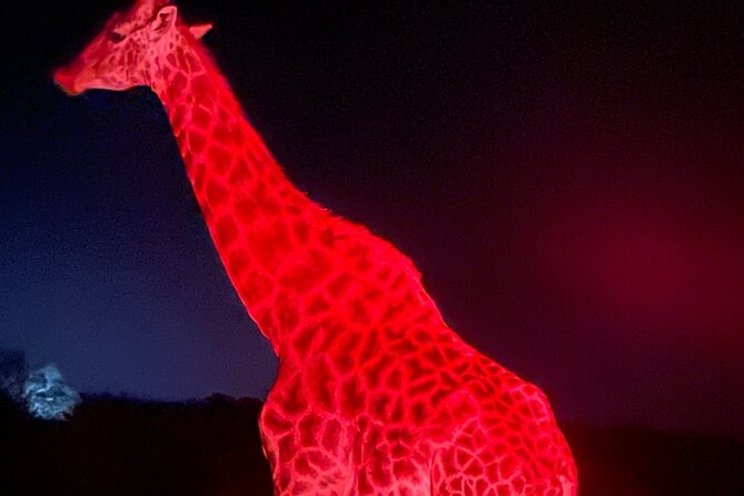 Evening Game Drive With Bush Dinner - Pricing and Reservation