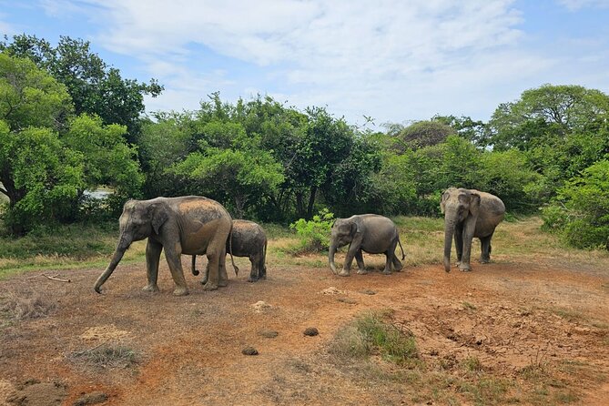 Evening Private Safari at Udawalawe National Park by Jeep - Booking Process