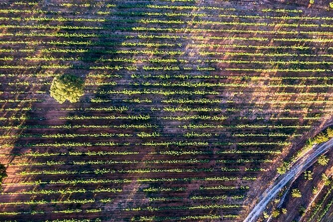 Exclusive Wine Tasting Experience in Porches (Algarve) - Transportation