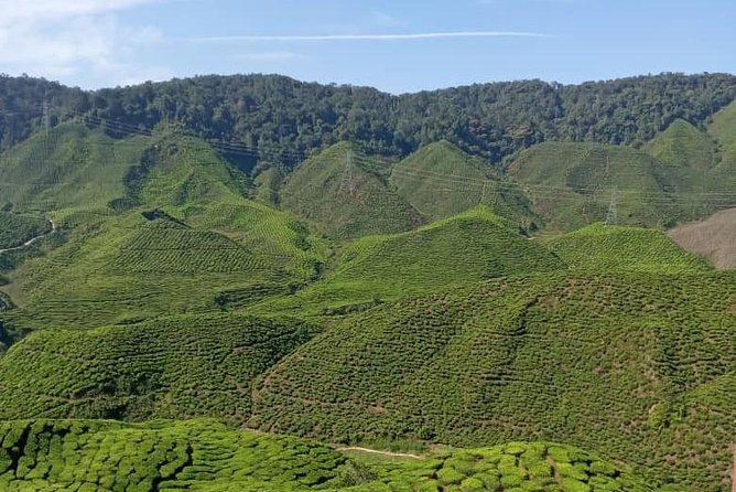 Experience Cameron Highland Sharing Tour - What To Expect