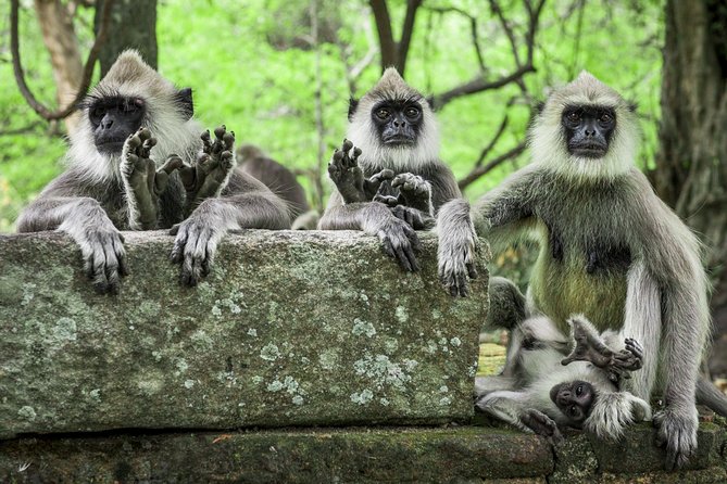 Explore Monkey Kingdom From Polonnaruwa - Tour Highlights