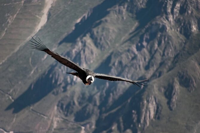 Explore the Majesty of the Colca Canyon in 2 Days and 1 Night. - Expectations