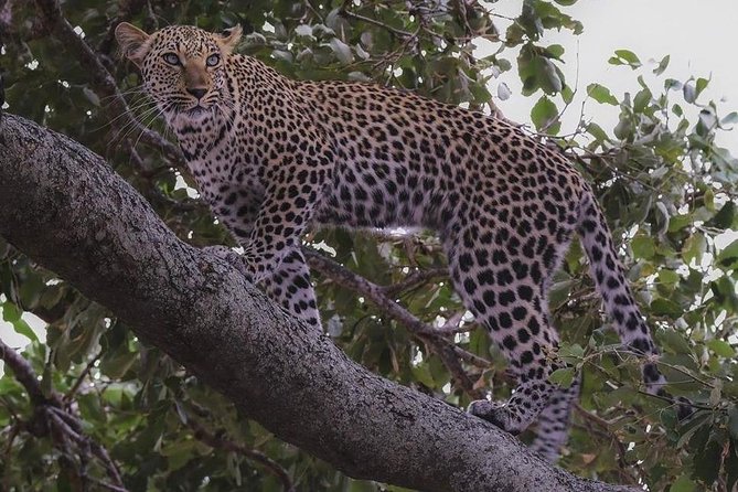 Explore the Wonders of Amboseli: 3-Day Safari Tour From Nairobi - Visit to Masai Village