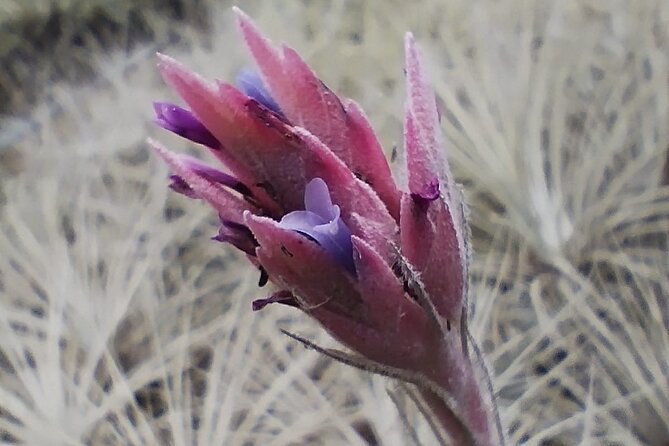 Explore the World of Bromeliads - Plant Observation - Lunch Arrangements and Options