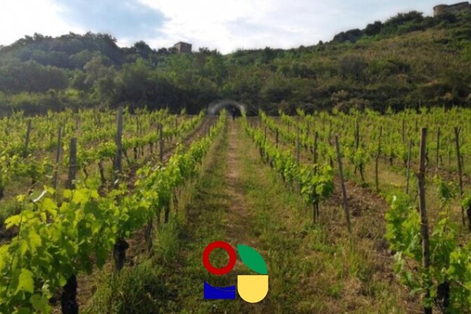 Exploring a Cilento Village by E-Bike With Wine Tasting - Additional Information and Restrictions