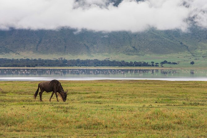 Exploring the Wonders of Lake Manyara, A Full-Day Adventure - Pickup Information