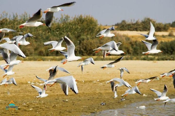 Fayoum Full Day Tour Bird Watching - Lunch With a View