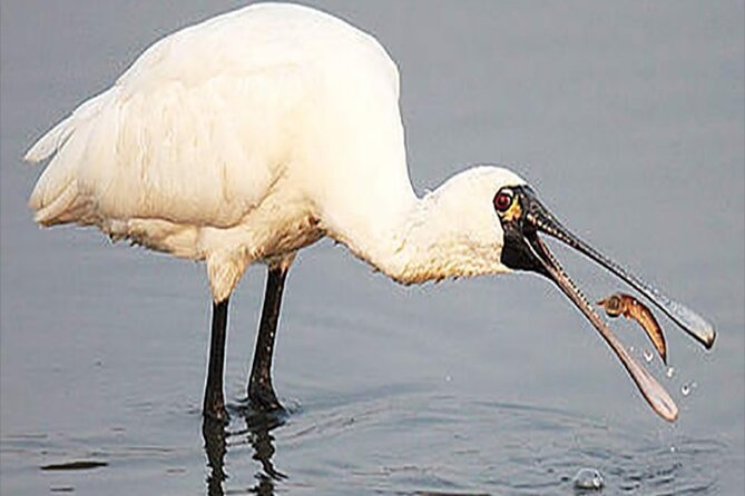 Fayoum Full Day Tour Bird Watching - Pickup Logistics