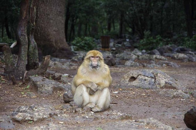Fes to Middle Atlas Day Trip - Transportation Details