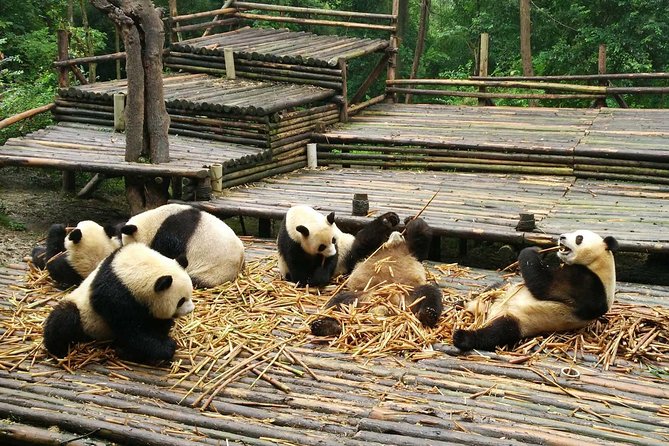 Flexible Chengdu Panda Base Day Tour With Private Guide and Transportation - Inclusions and Exclusions