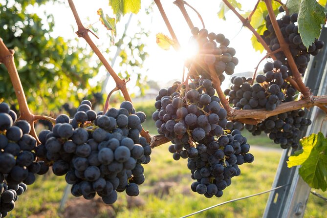 Florence: Chianti Wine, Cheese Farm Day Tour &Pasta Cooking Class - Pricing and Booking