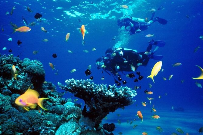 From Hurghada: Paradise Island, Snorkelling, Food and Drinks - Inclusions and Exclusions