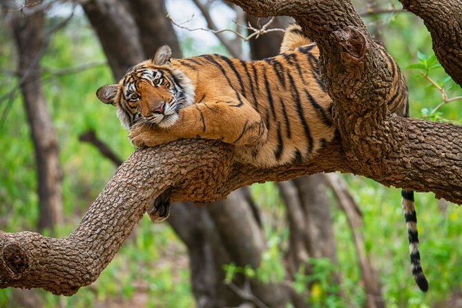 From Jaipur: 2 Days Private Tour of Ranthanbore Tigers Safari - Tour Operator Information