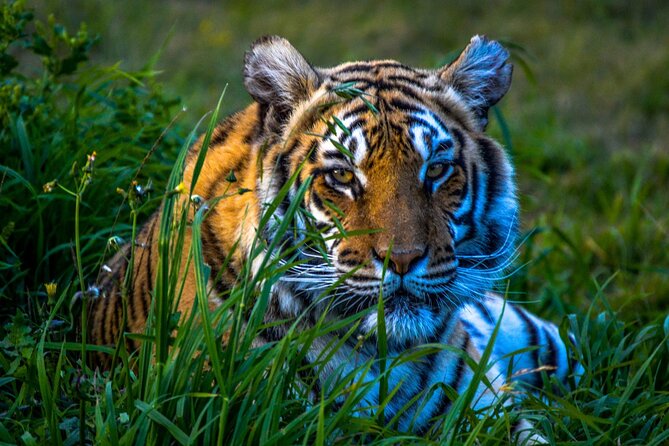 From Jaipur: Ranthambore Tiger Safari Private Day Trip - Cancellation Policy