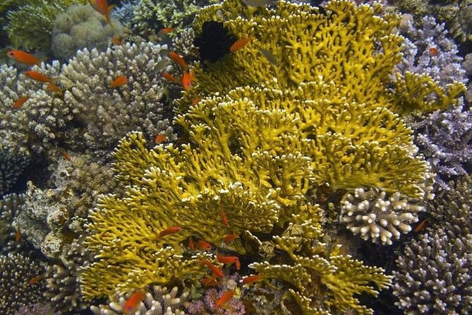 From Luxor: Snorkeling Day Tour at Utopia Island in Safaga - Additional Information