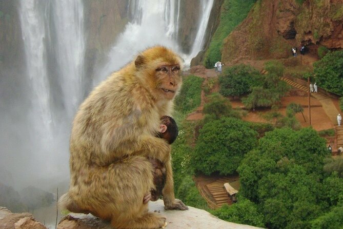 From Marrakech : Shared Tour to Ouzoud Waterfalls - Accessibility Features