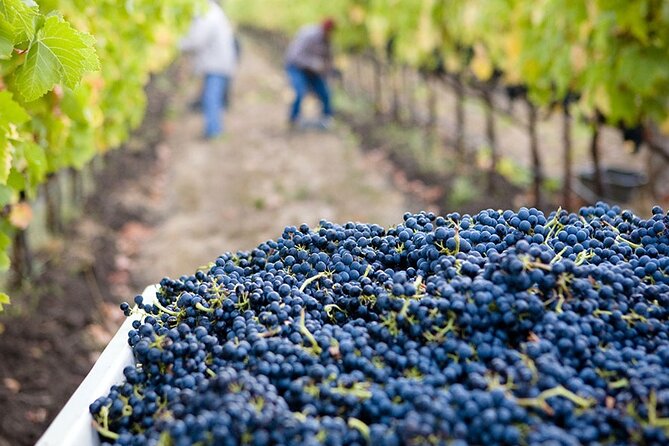From Vine to Wine: A Harvest Adventure in Douro Valley - Inclusions and Exclusions