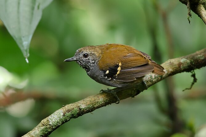 Full Day Bird Sighting Tour in Serra Dos Orgaos Region - Itinerary Highlights