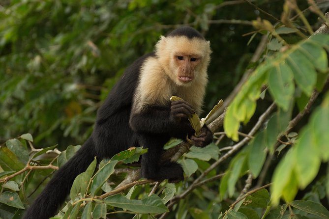 Full-Day Caño Negro Wildlife Refuge Boat Tour - Highlights and Activities