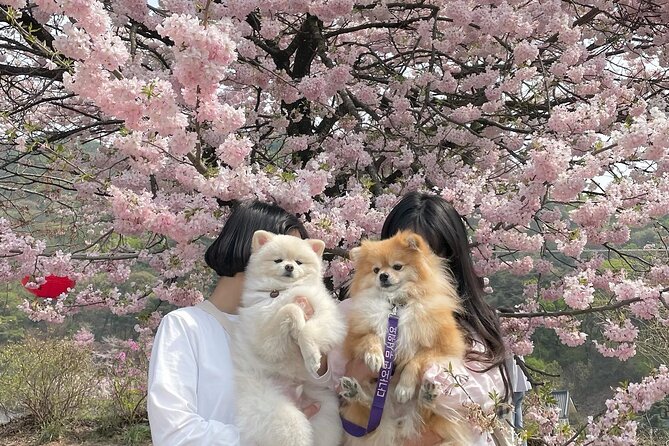 Full Day Cherry Blossom Hunting Tour From Seoul - Frequently Asked Questions
