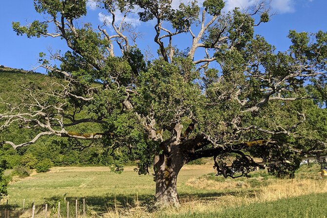 Full Day Circle Hiking Around Santa Scolastica - Guide Identification and Starting Time