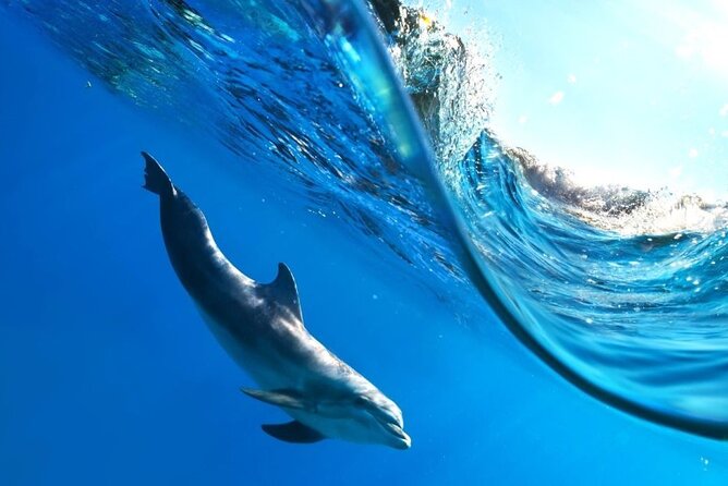 Full-Day Dolphin House From Hurghada - Direction for Tour Participation