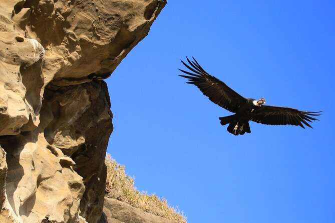 Full-day Estancia Visit and Condor Watching - Condor Watching Experience