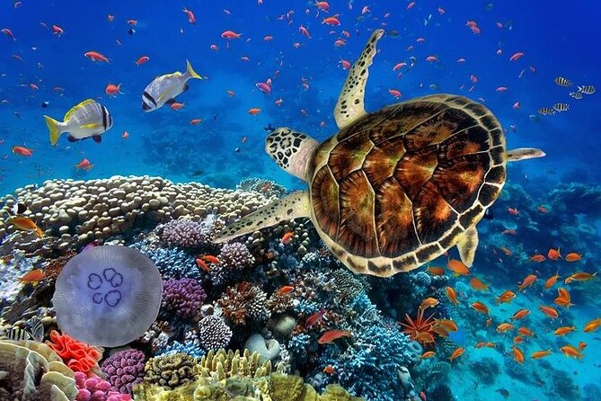 Full Day Guided Marsa Mubarak Snorkeling From Marsa Alam - What To Expect