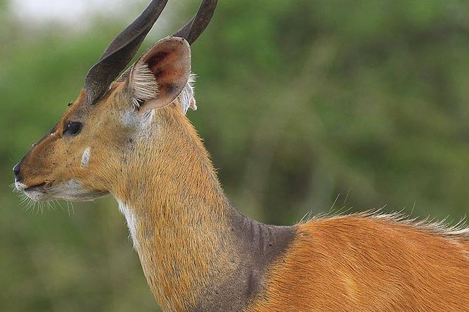 Full-Day Lake Mburo Tour From Kampala - Equator Photo Opportunities