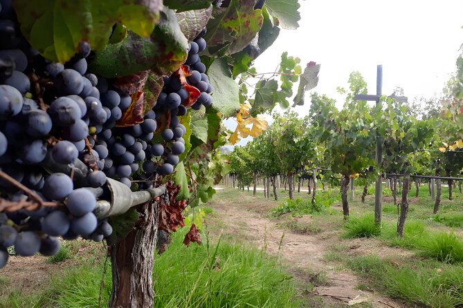 Full Day Maipo Valley - Two Wineries Private Tour - Pickup Locations