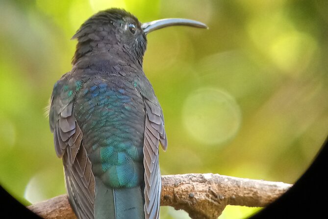 Full Day Monteverde Bird-Watching & Photografy Private Tour - Additional Tour Details