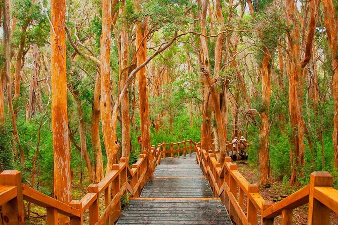 Full Day Navigation Through Isla Victoria and Bosque De Arrayanes - Activity Information